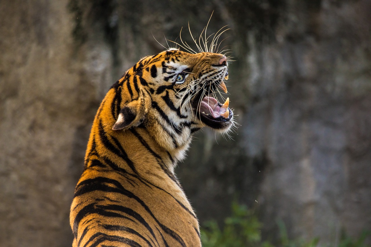 Tiger 3264048 1280